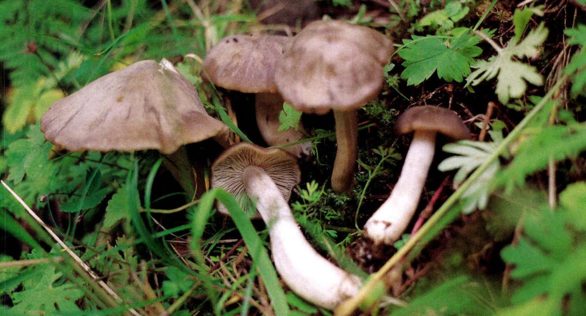 Entoloma crassipes Imaz.et Toki